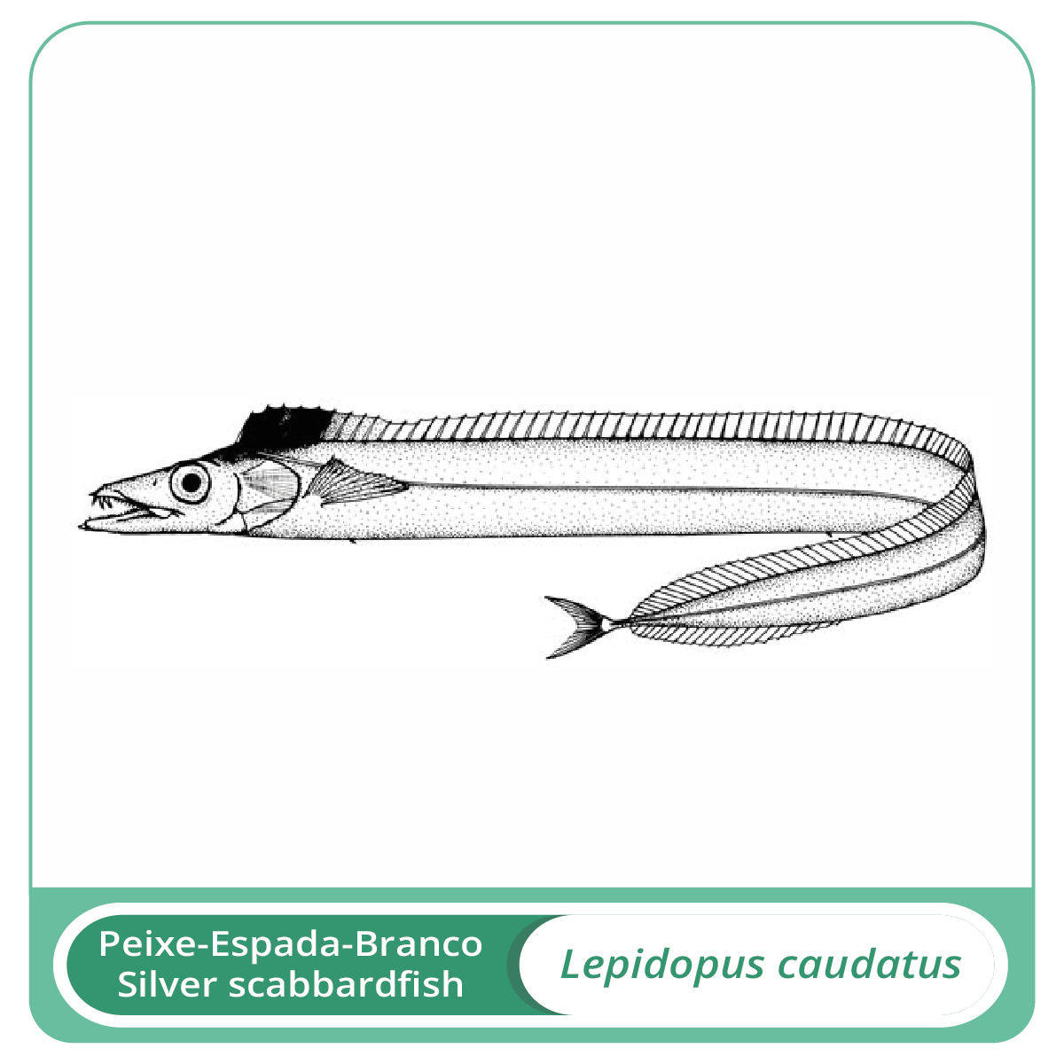 Peixe-espada-branco
