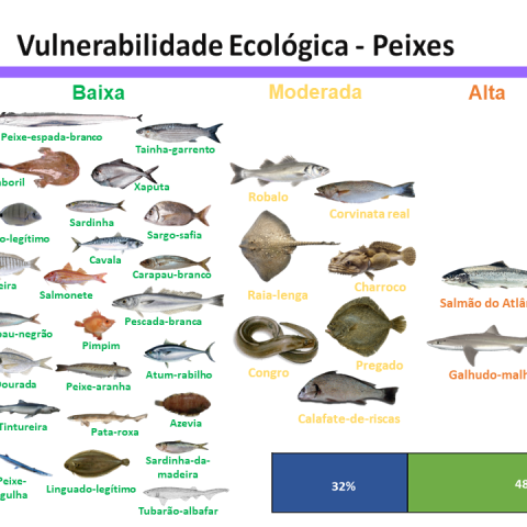 Image Not Found On Media Library